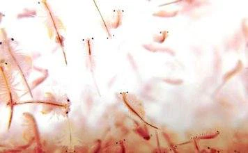 Comment accélérer l’éclosion des nauplies d’artémia accélérer l'éclosion des nauplies d'artémia