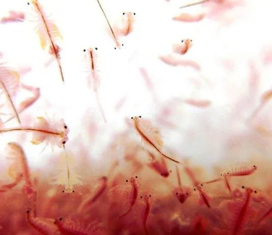 accélérer l'éclosion des nauplies d'artémia