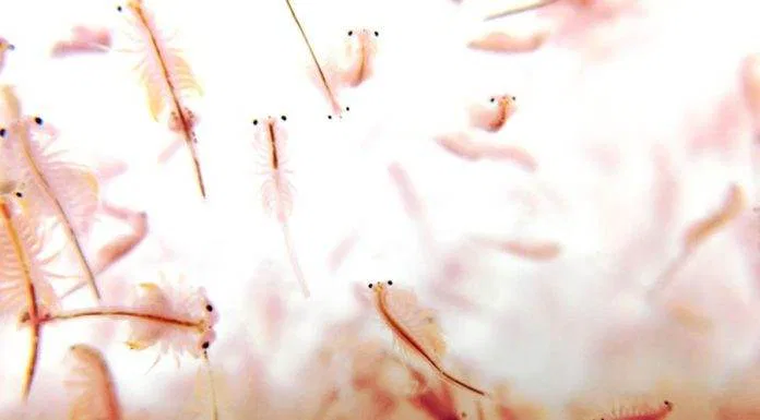 accélérer l'éclosion des nauplies d'artémia