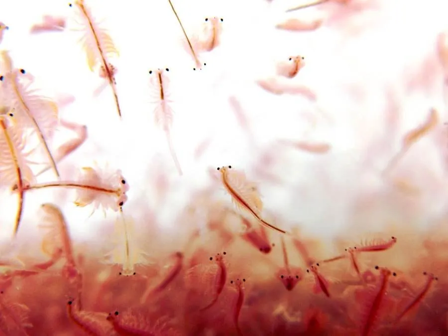 accélérer l'éclosion des nauplies d'artémia