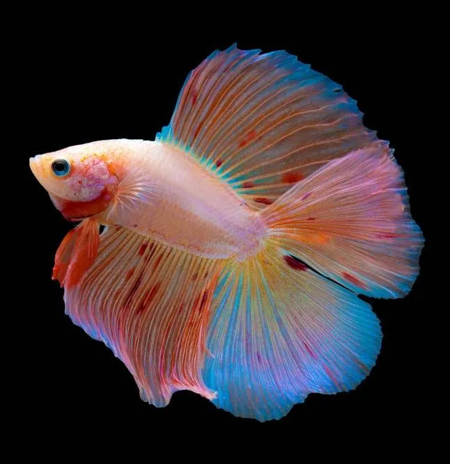 betta splendens Betta double tail - double queue