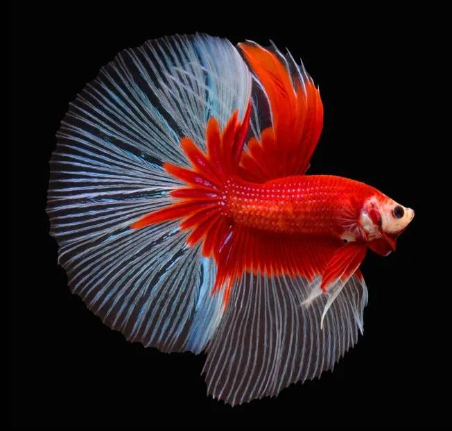 betta splendens betta halfmoon- Queue demi-lune
