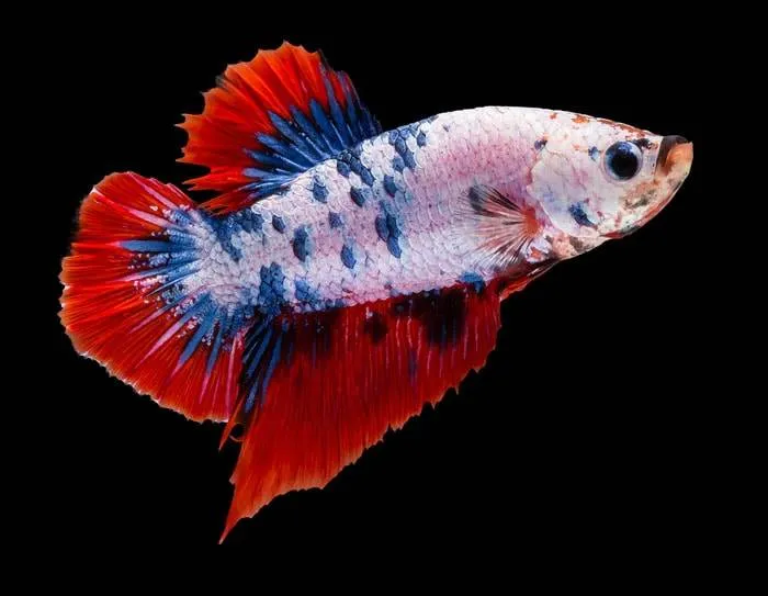 betta splendens plakat