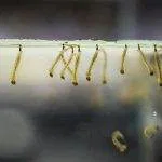 nourriture vivante larve de moustique pour poisson