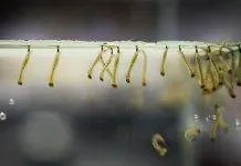 Nourrir ses poissons avec des larves de moustiques nourriture vivante larve de moustique pour poisson