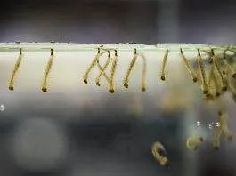 nourriture vivante larve de moustique pour poisson