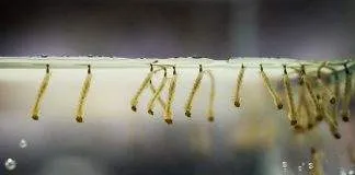 nourriture vivante larve de moustique pour poisson