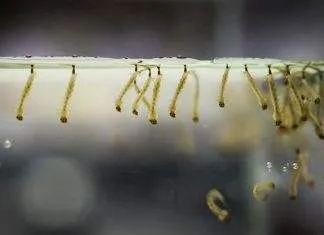 nourriture vivante larve de moustique pour poisson