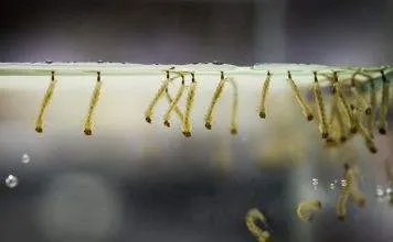 nourriture vivante larve de moustique pour poisson