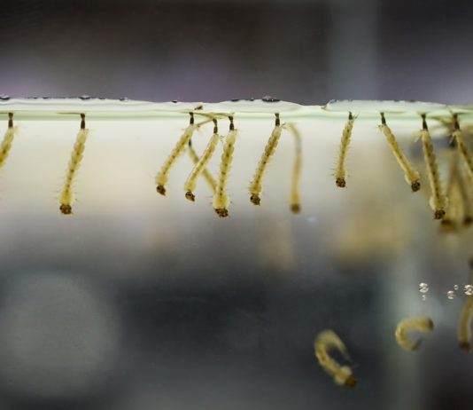 nourriture vivante larve de moustique pour poisson