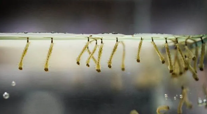 Nourrir ses poissons avec des larves de moustiques nourriture vivante larve de moustique pour poisson