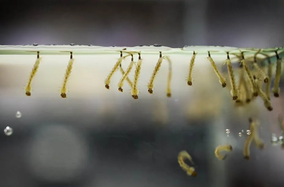 nourriture vivante larve de moustique pour poisson