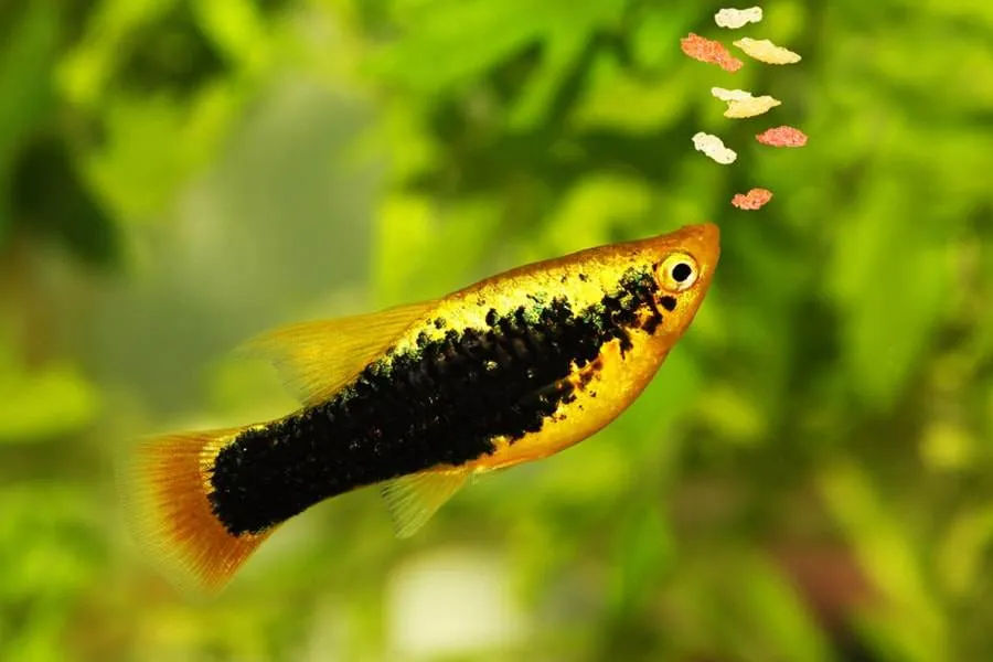 nutrition chez les poissons