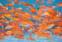 La reproduction du poisson rouge en aquarium La reproduction du poisson rouge en aquarium