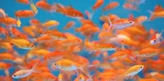La reproduction du poisson rouge en aquarium