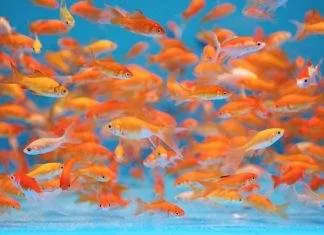 La reproduction du poisson rouge en aquarium