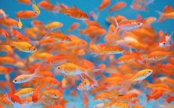 La reproduction du poisson rouge en aquarium