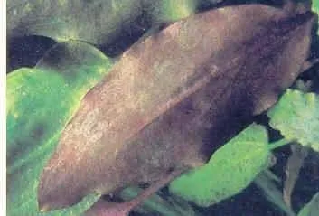 Algues brunes ou marrons (Bacillariophyceae)