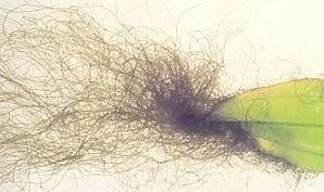 Algues à Barbes (vert sombre noir)