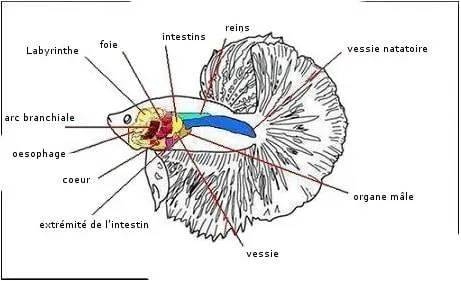 Anatomie poisson combatant