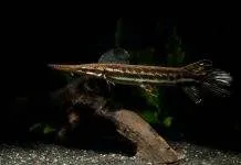 Fiche du poisson Atractosteus tropicus Atractosteus tropicus