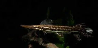 Atractosteus tropicus