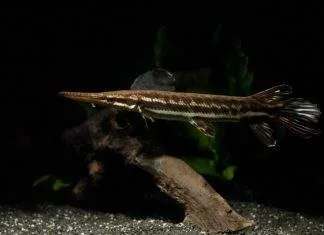 Atractosteus tropicus