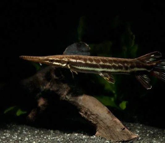 Atractosteus tropicus