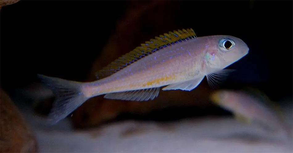 Cichlidé sabulicole jaune