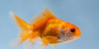 Comment maintenir le poisson rouge