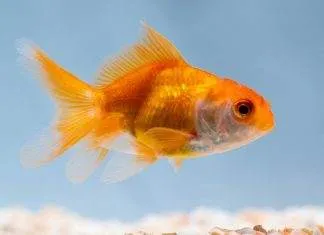 Comment maintenir le poisson rouge