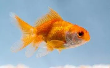 Comment maintenir le poisson rouge