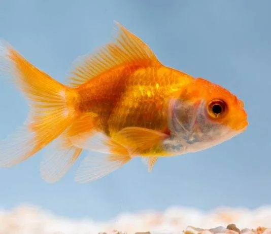 Comment maintenir le poisson rouge