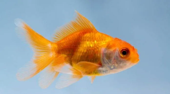 Comment maintenir le poisson rouge