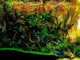 Doser engrais liquides et conditionneurs d'eau