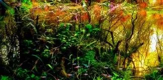 Doser engrais liquides et conditionneurs d'eau