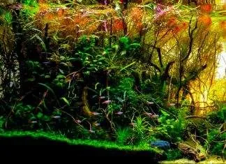 Doser engrais liquides et conditionneurs d'eau