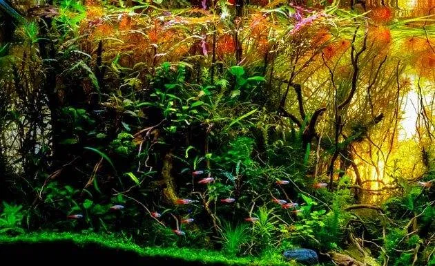 Doser engrais liquides et conditionneurs d'eau