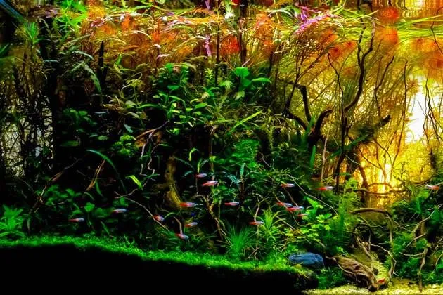 Doser engrais liquides et conditionneurs d'eau