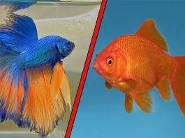 Débuter avec un poisson rouge ou un combattant