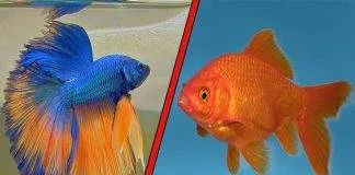 Débuter avec un poisson rouge ou un combattant