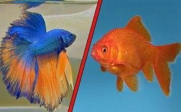 Débuter avec un poisson rouge ou un combattant