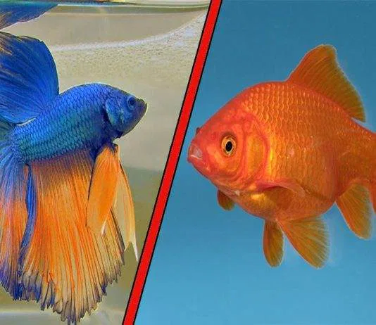 Débuter avec un poisson rouge ou un combattant