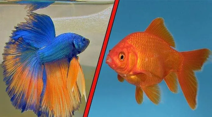 Débuter avec un poisson rouge ou un combattant