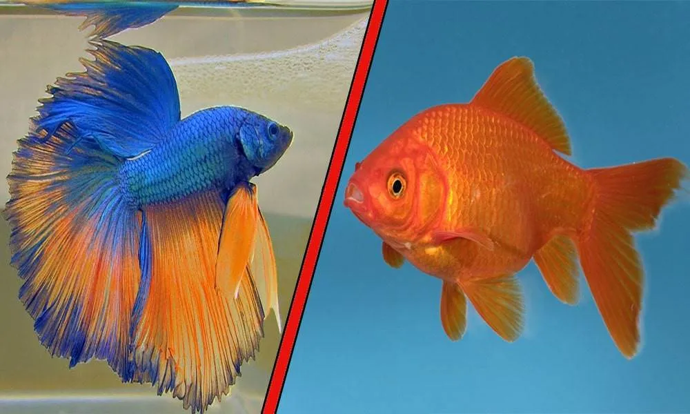 Débuter avec un poisson rouge ou un combattant