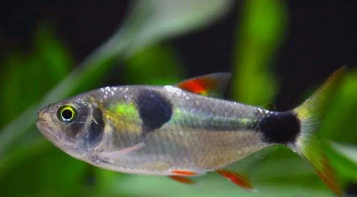 Fiche du poisson Exodon paradoxus Exodon paradoxus