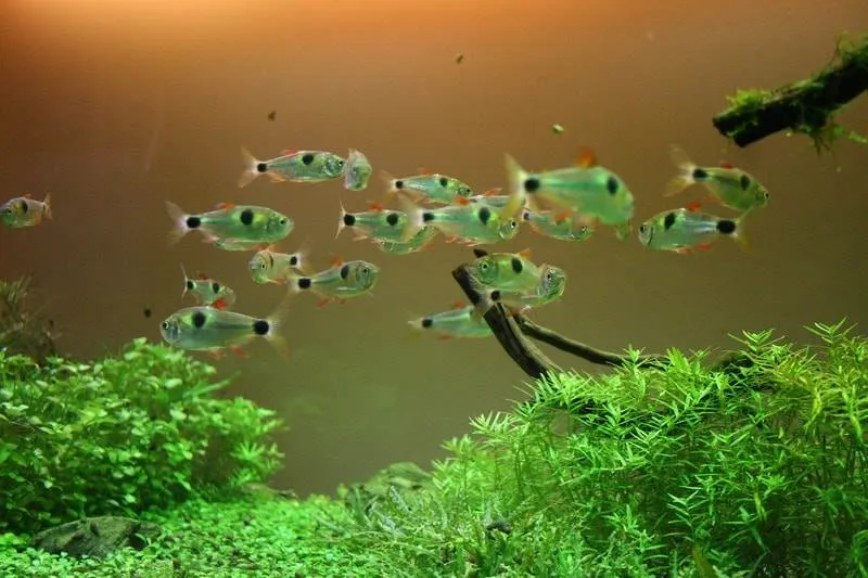 Exodon à deux taches