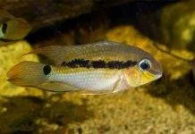 Fiche du poisson Krobia itanyi Krobia itanyi