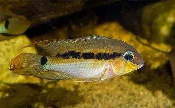 Fiche du poisson Krobia itanyi Krobia itanyi