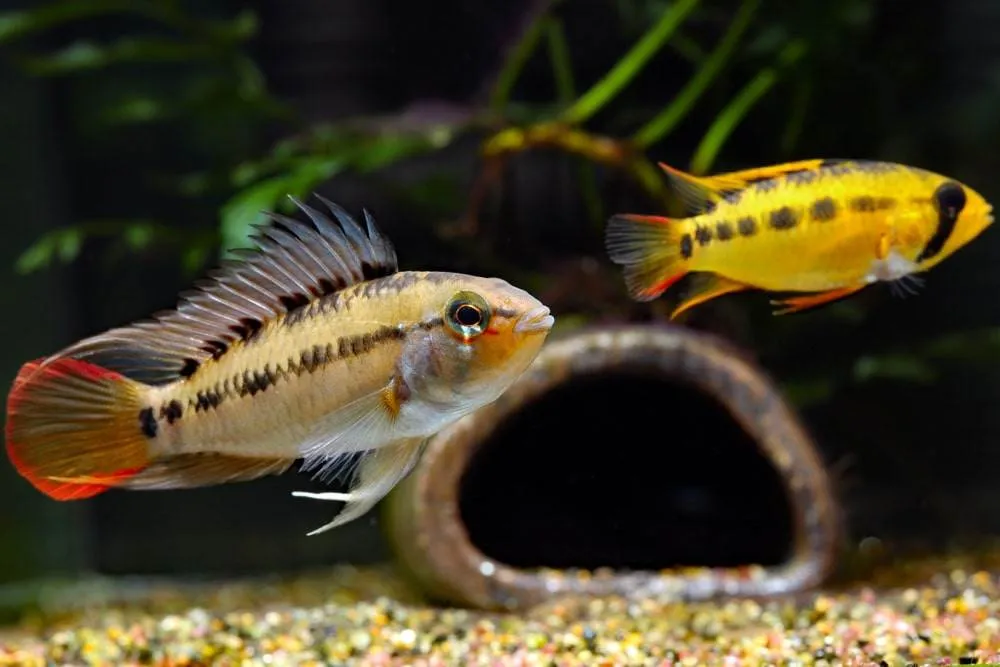 La maintenance des cichlidés Apistogramma